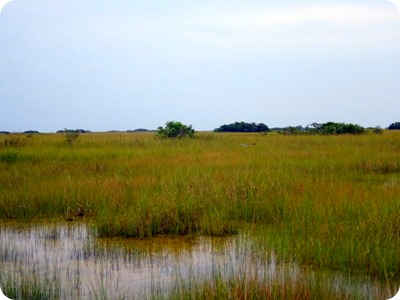 Everglades