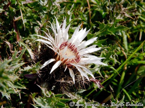 51_carlina segnatempo_Cainallo-Bietti-000 (FILEminimizer)