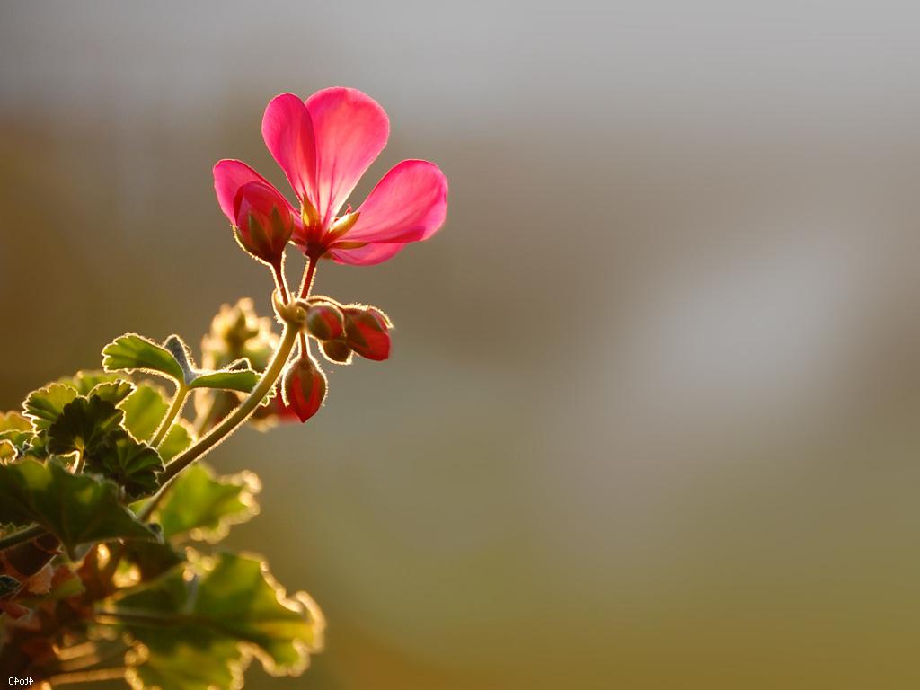 Flower in morning sun