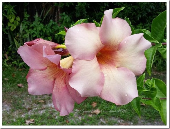 08-20-alamanda