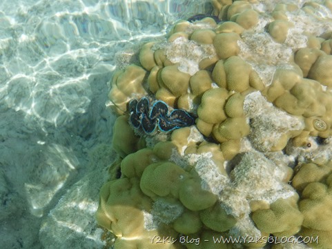 Tridacna e labbroni - Toau