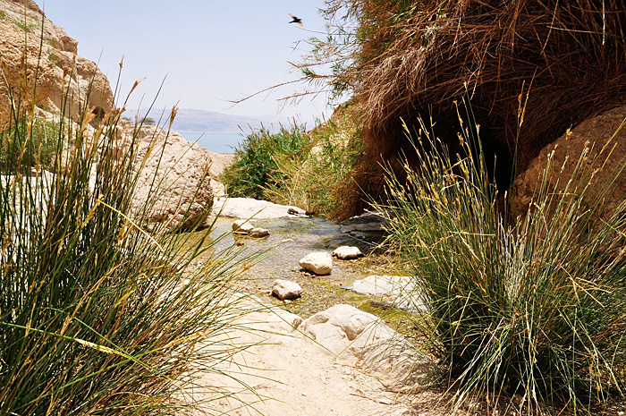 Ein Gedi, Marea Moartă