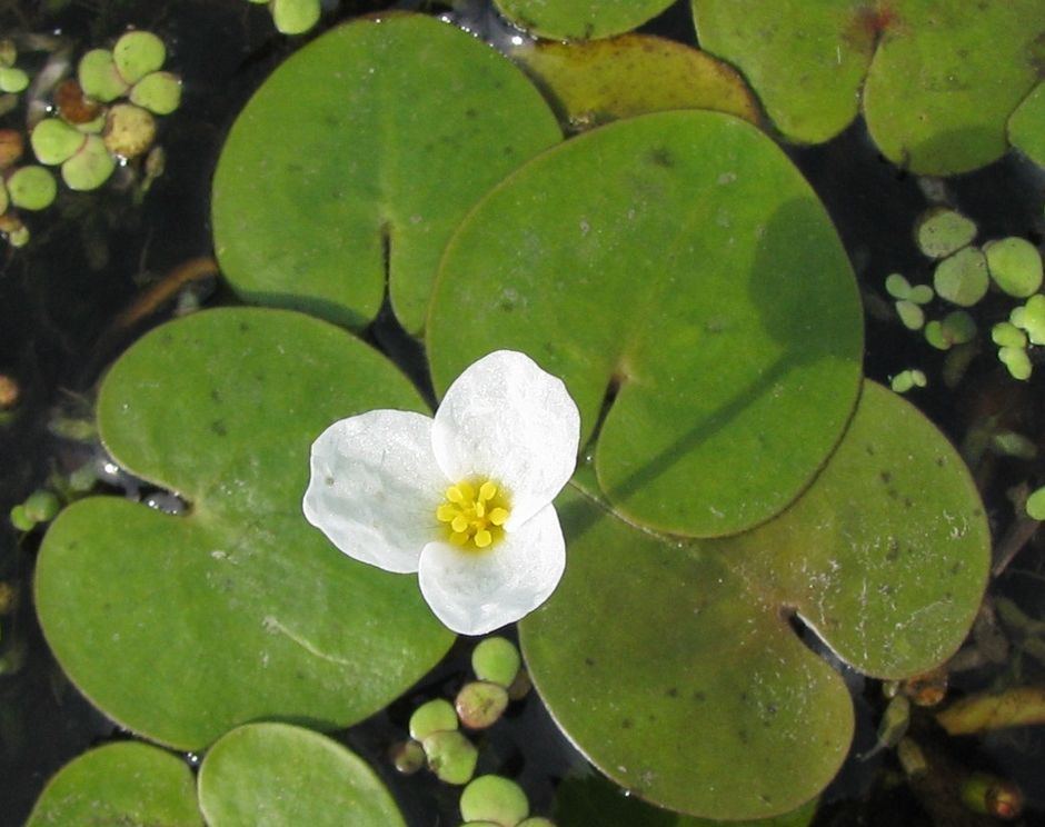 Водокрас лягушачий (Hydrocharis morsus-ranae)