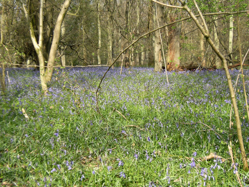 DSCF0717 Bluebells in Old Simms Copse