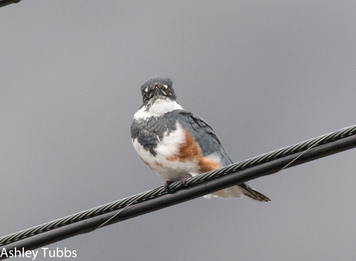 Belted Kingfisher