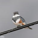 Belted Kingfisher