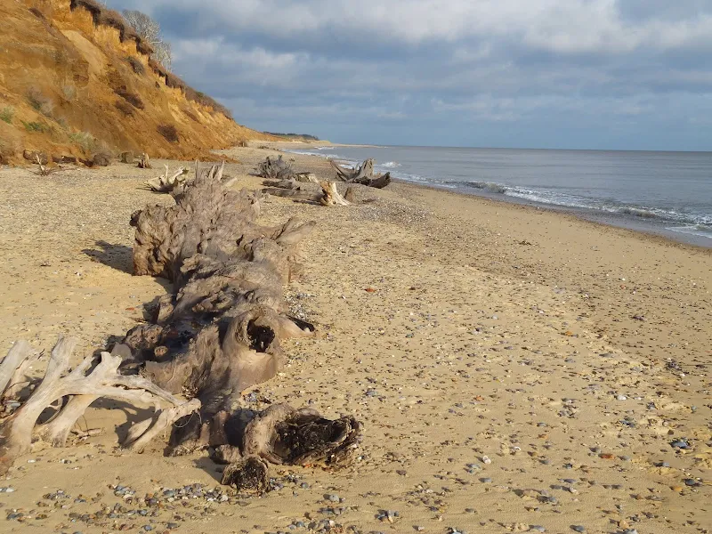 Trees from Easton Woods succumbing to the sea