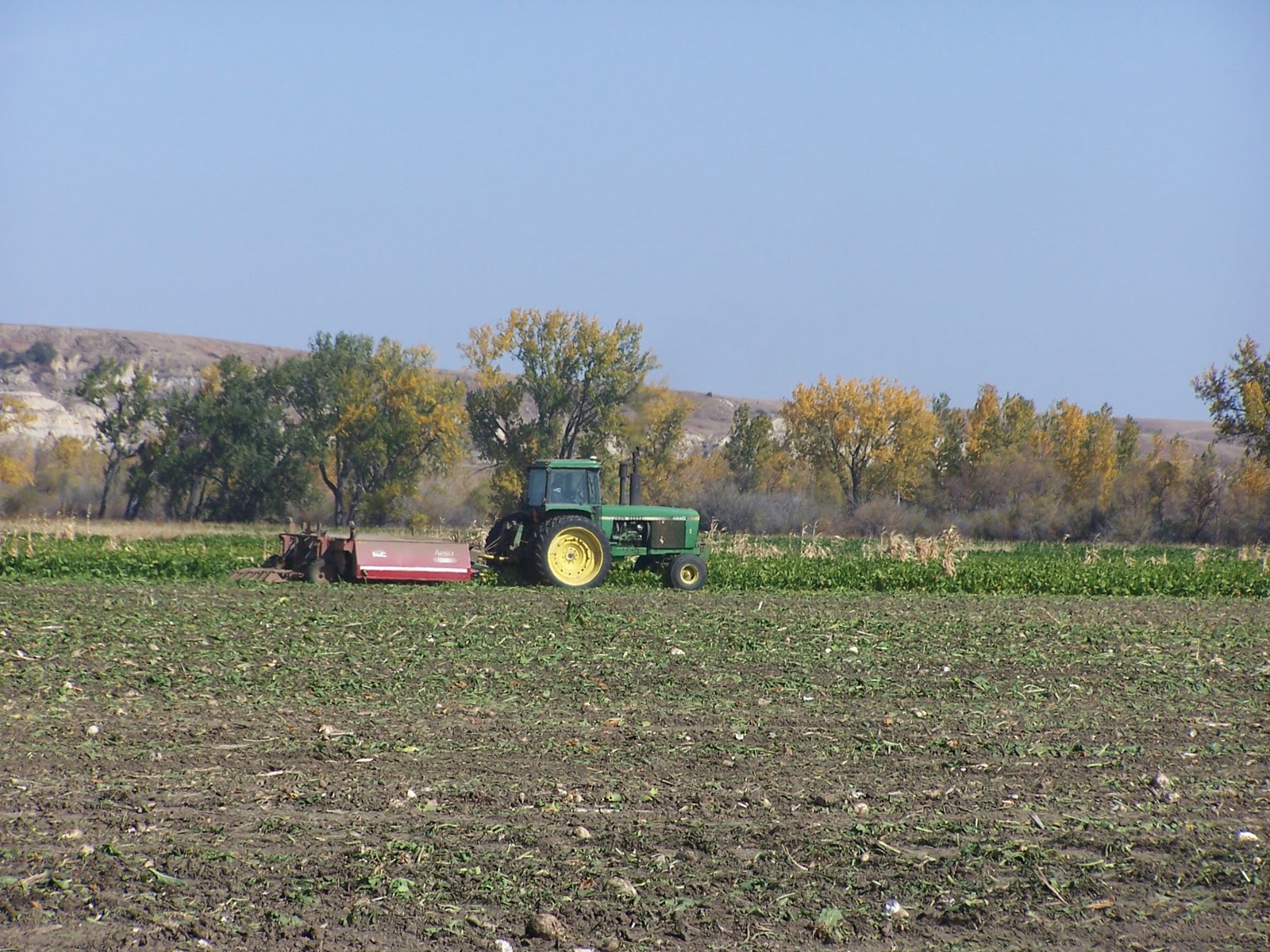 sugar beets harvest