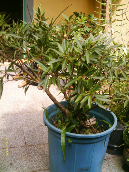 Ficus Nerifolia pra Semi Cascata... IMAG0147