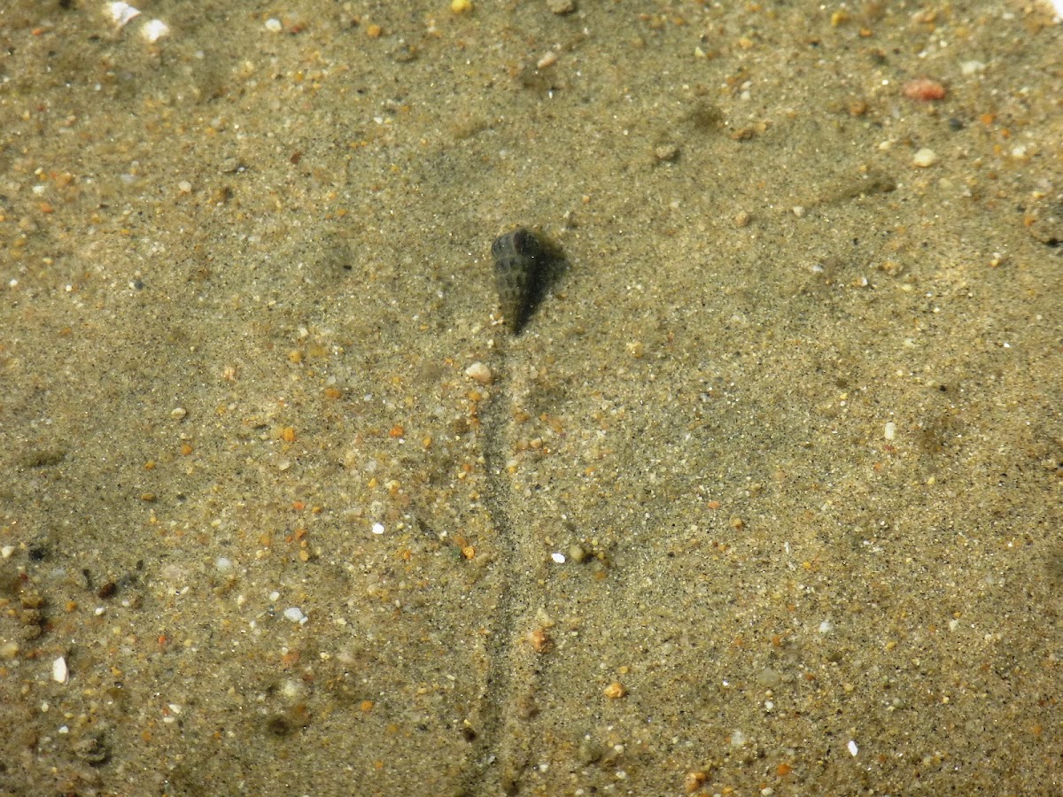 California horn snail