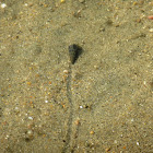 California horn snail