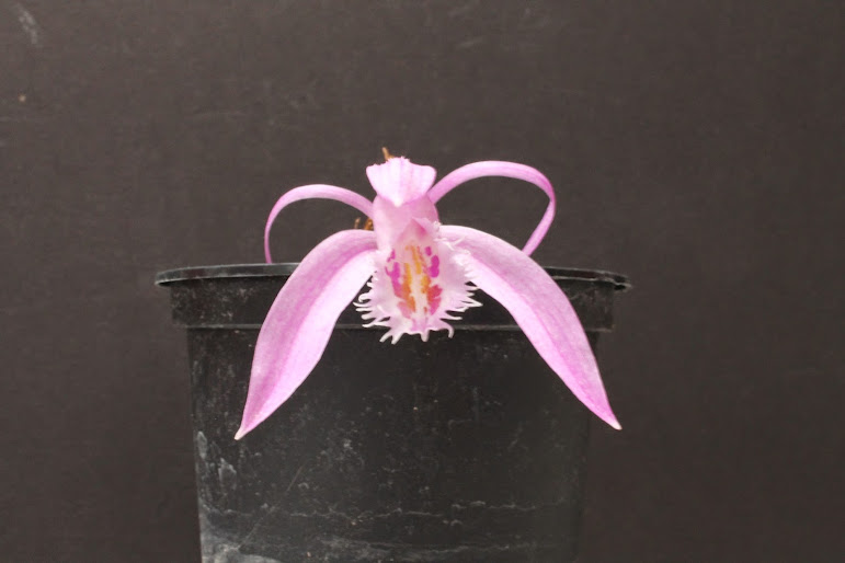 Pleione praecox IMG_2087