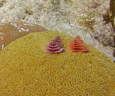 Christmas tree worms on coral