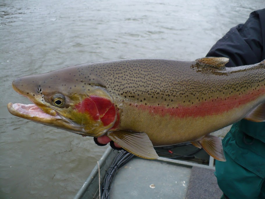 Winter Steelhead Fishing