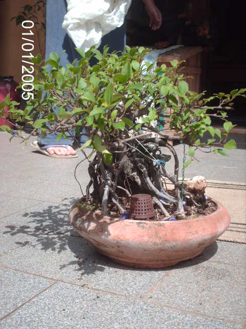 Ficus Microcarpa do Roberto Teixeira... PICT1651