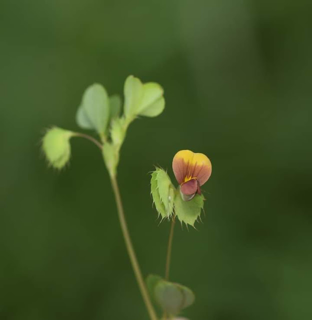 Geissaspis cristata Location Ratnagiri, Maharashtra India