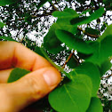 Quaking Aspen