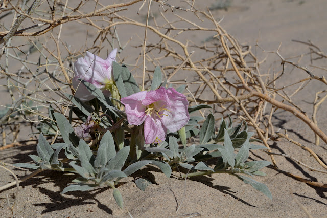 drooping pink flower