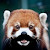 Homie Red Panda