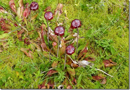 nl_argentia_salmonier_pitcher_plant