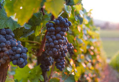 Vineyard with outbuildings 2