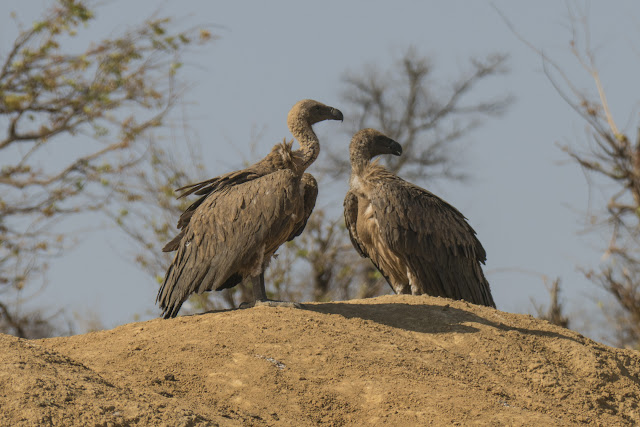 Botswana et Zimbabwe en octobre BotsZim_Oct2015_566