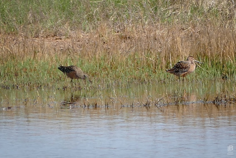 Short-billed Dowitcher P1020830