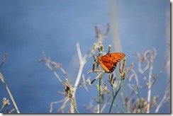 Butterfly-2 Butterfly-2