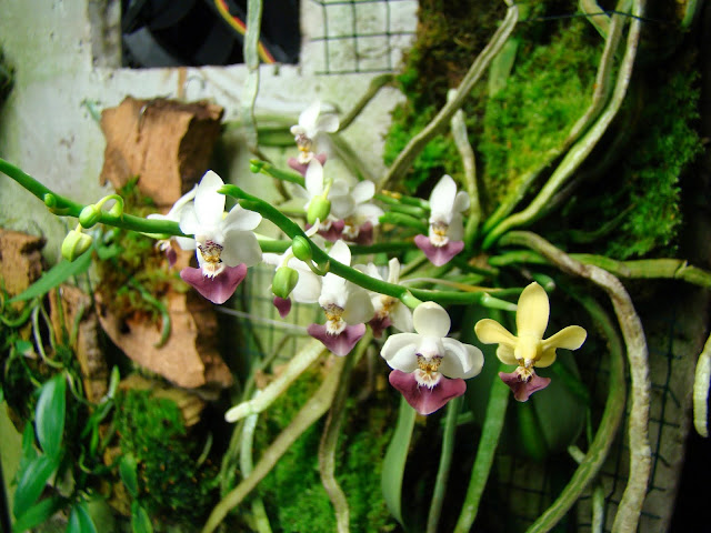 Phalaenopsis parishii n°2 DSC01449