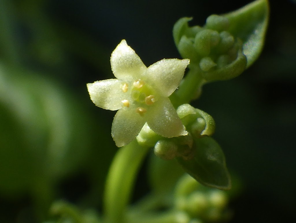 アカネ Rubia Argyi Familiar Flowers 2