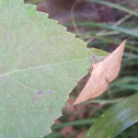 Wooly bear moth