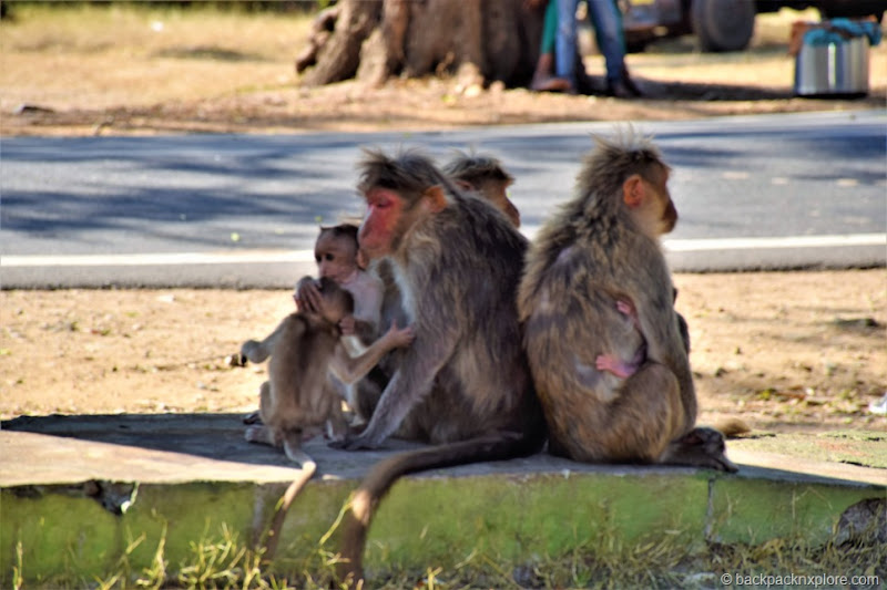 Monkeys at Bandipur, Karnataka | Bandipur Safari Monkeys at Bandipur, Karnataka | Bandipur Safari
