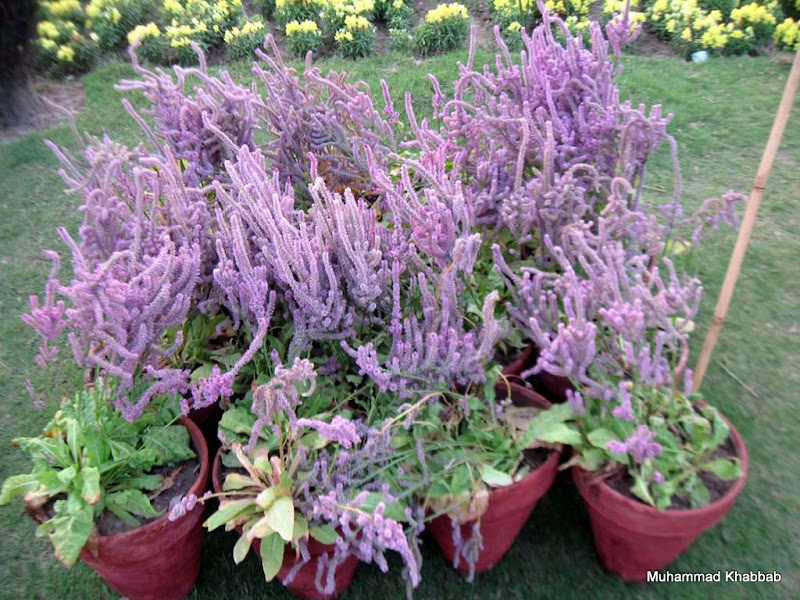 Amaranthus