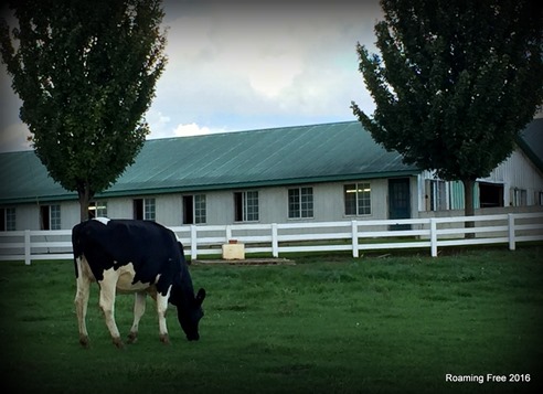 Country Dairy