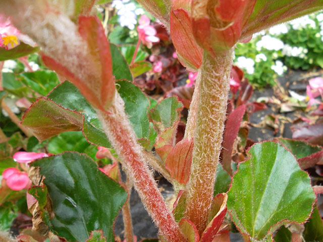 Plantas, plantas & más plantas: Begonia peluda · My Hairy Begonia