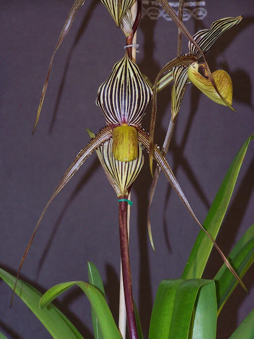 Paphiopedilum Saint Swithin X2 101_0043