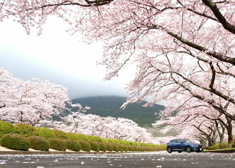 CX-3の桜とコラボ・SKR・FSW・KTRに関するカスタム事例の投稿画像1枚目