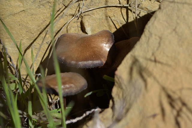mushrooms between some sandstone rocks