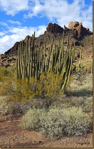 Organ Pipe Cactus