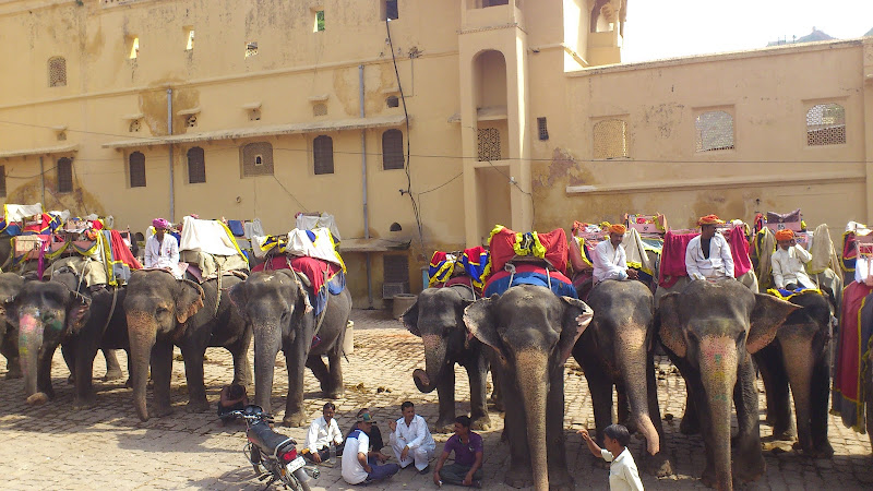 Dia 7. A lomos de un elefante en Jaipur - India: Un país de contrastes (1)