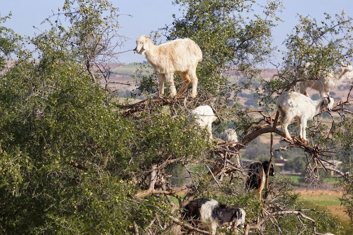 As cabras escaladoras do Marrocos