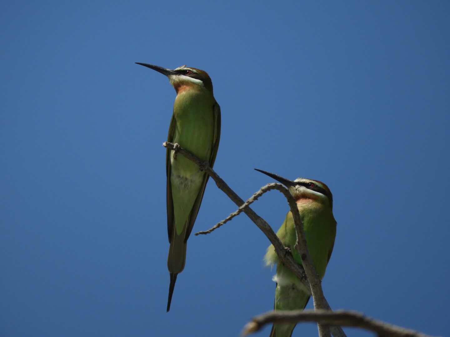 Madagascar bee-eaters