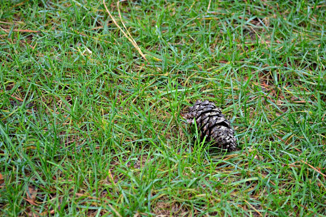 pine cone