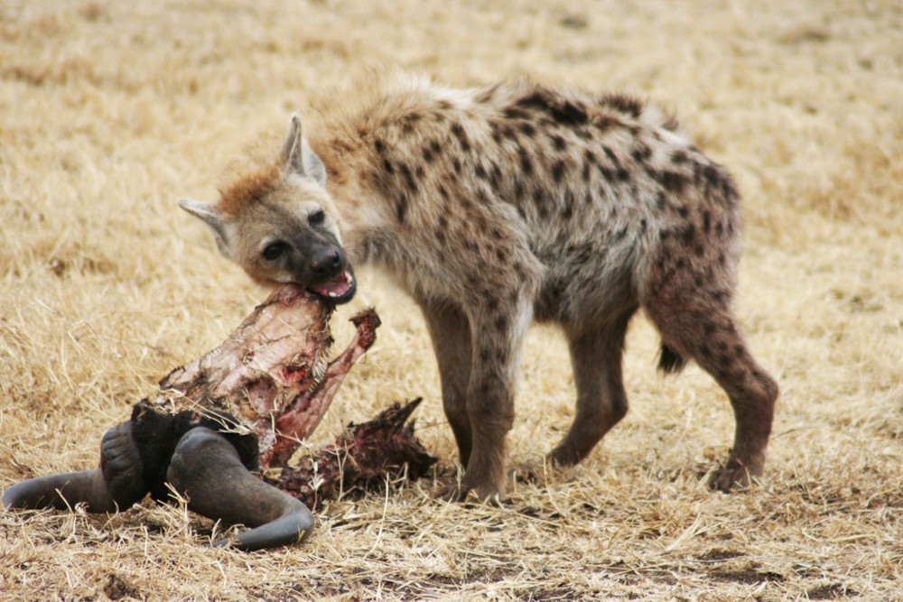 파일:external/www.wired.com/Spotted_hyena_gnawing_gnua.jpg