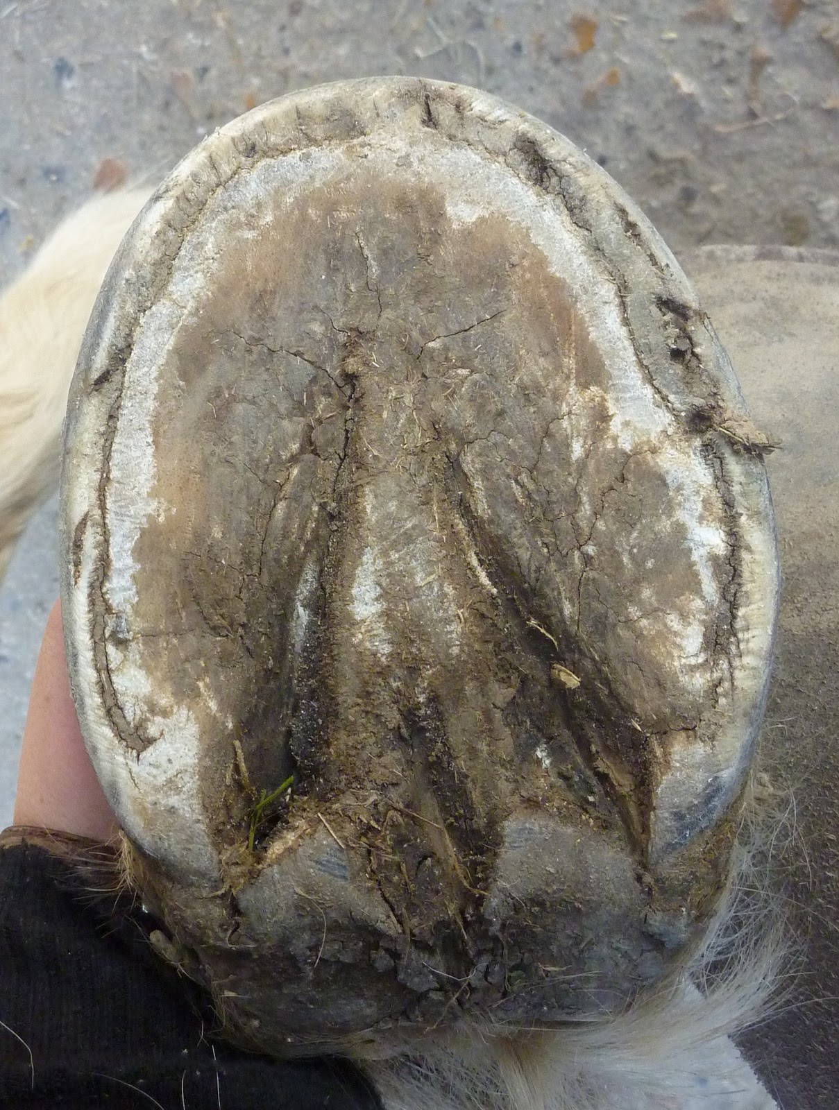 Barefoot Horse Blog Shining a light on laminitis?