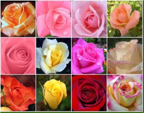 Rosas