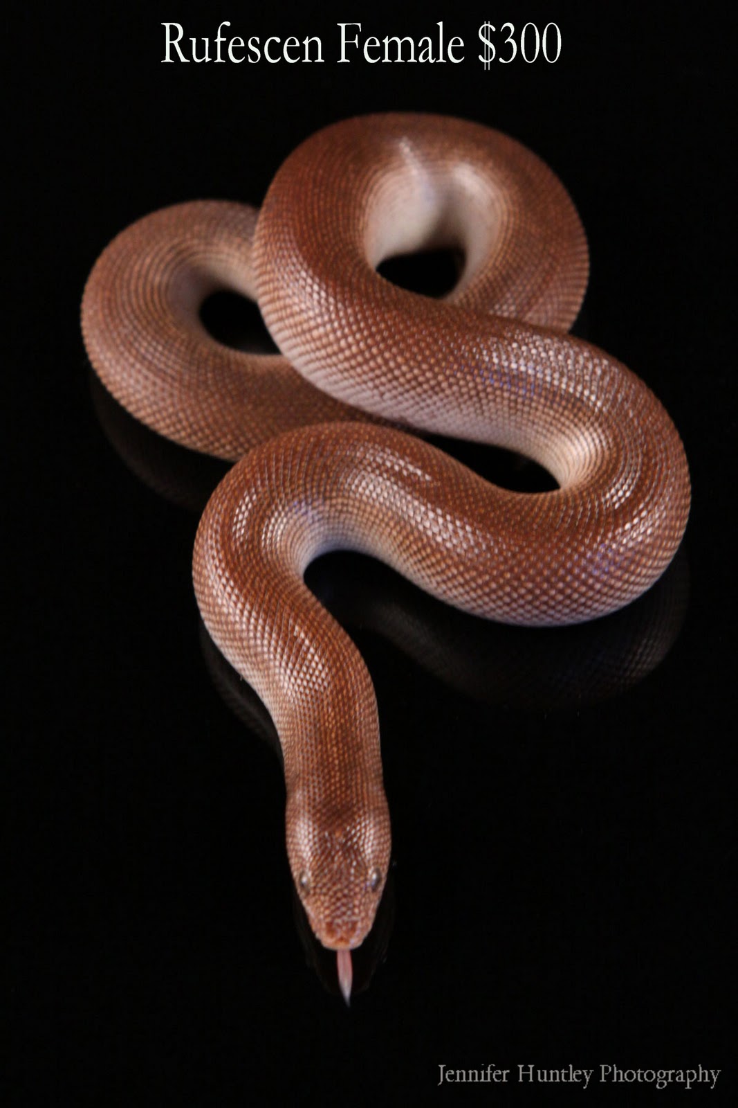 Rufescens Sand Boa