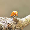 Golden Leaf Beetle