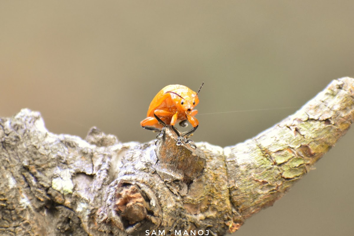 Golden Leaf Beetle