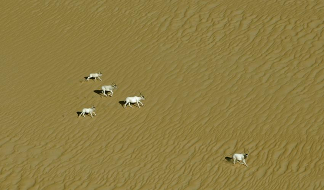 Regional insecurity and oil industry activities in the Sahara desert have pushed the addax – a migratory species of desert-adapted antelope – to the edge of extinction, according to an IUCN survey which found only three surviving in the wild. Photo: Thomas Rabeil / Sahara Conservation Fund